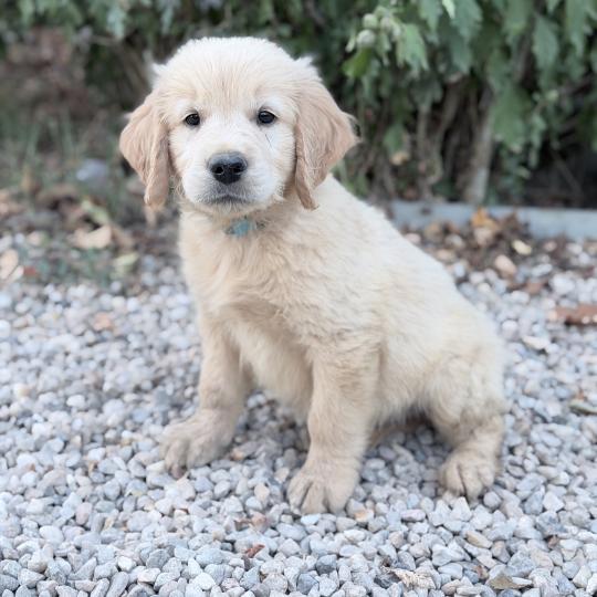 B Mâle Golden retriever
