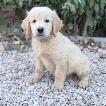 chiot Golden retriever Sable Des Pierres de Lune