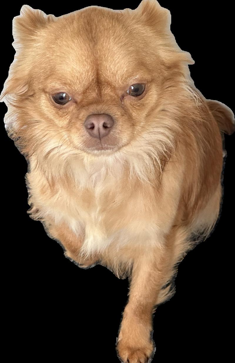 Vik Femelle Chihuahua Poil Long