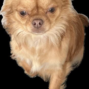 chien Chihuahua Poil Long Vik Des Pierres de Lune