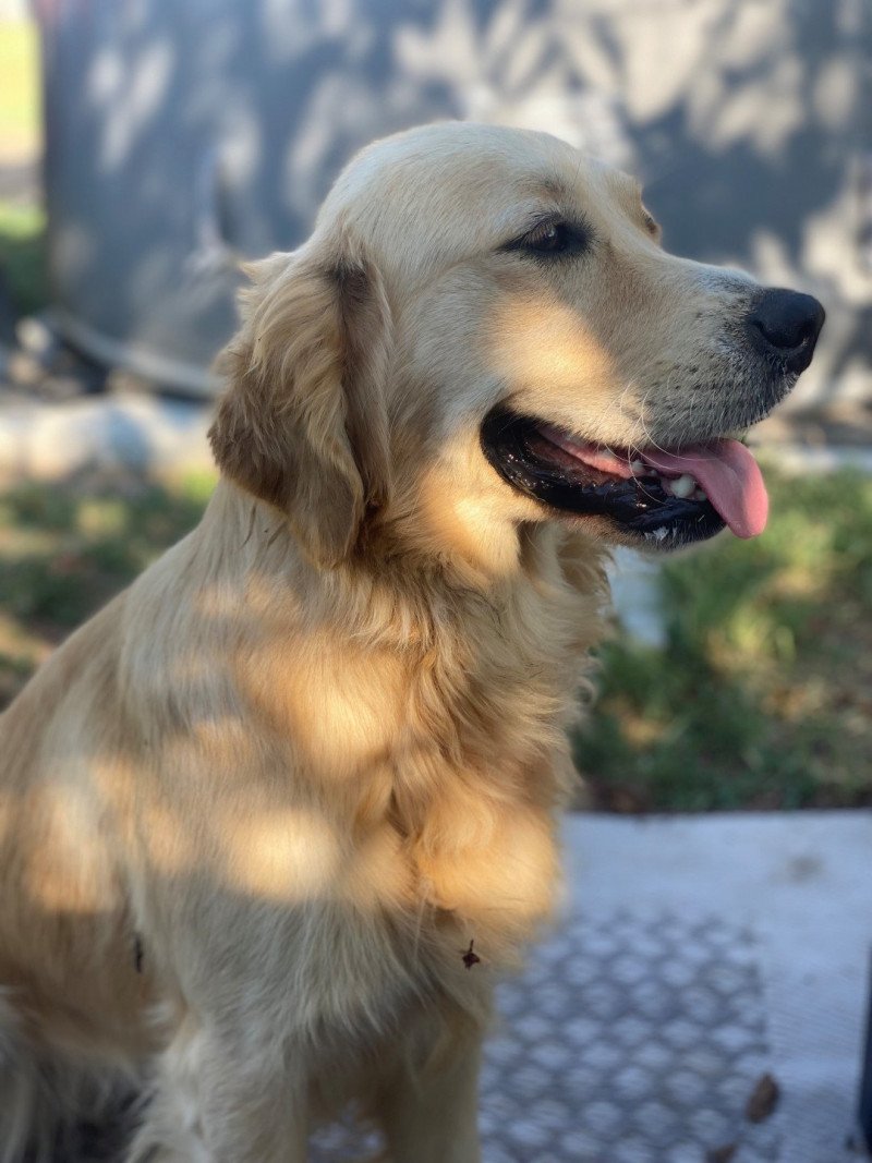 Sunny Femelle Golden retriever Sunny Femelle Golden retriever