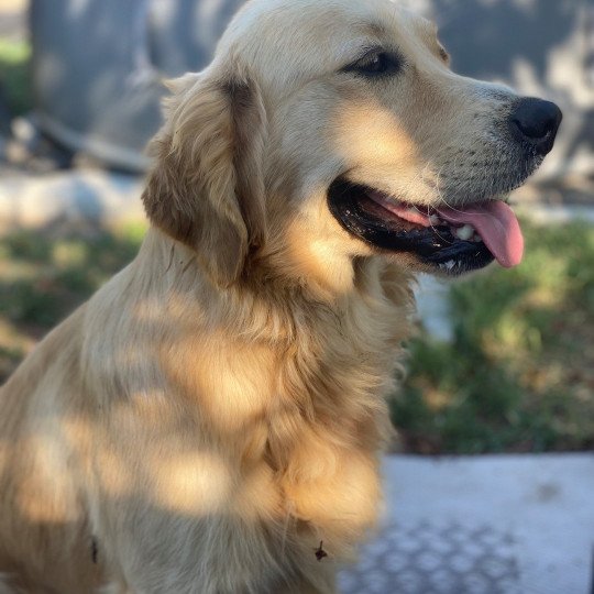 Sunny Femelle Golden retriever