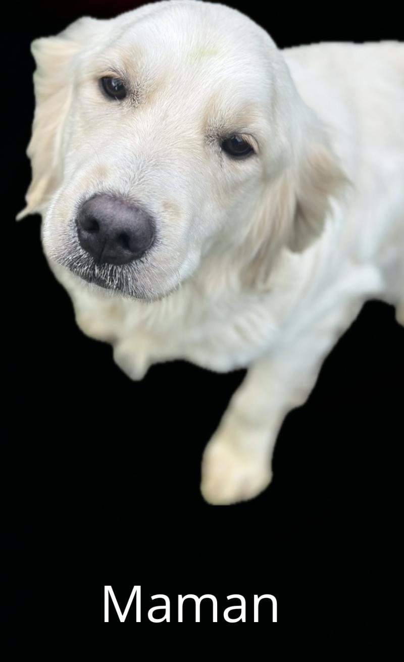 Vanille Femelle Golden retriever