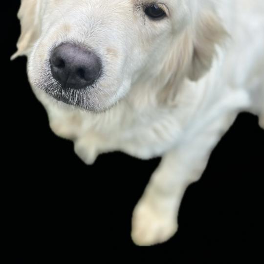 Vanille Femelle Golden retriever