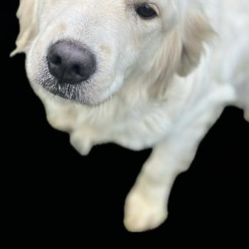 chien Golden retriever Vanille Des Pierres de Lune