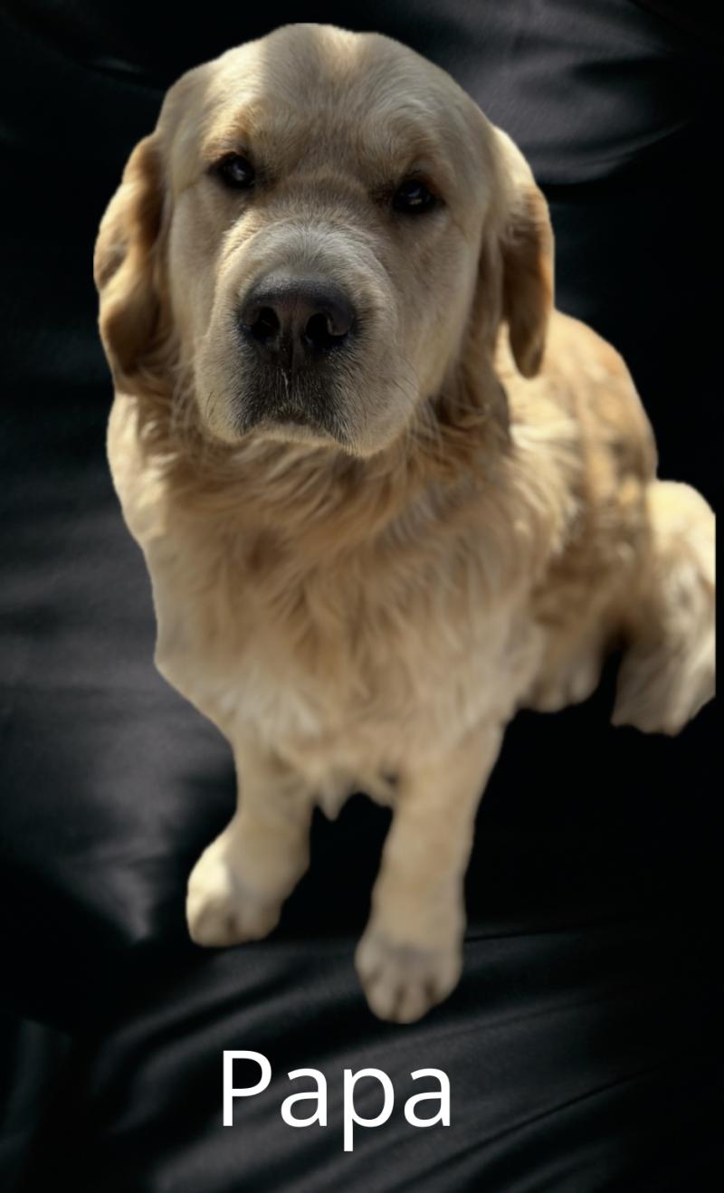 Viking Mâle Golden retriever