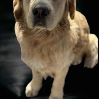 chien Golden retriever Viking Des Pierres de Lune
