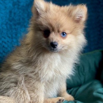 chiot Spitz allemand Texas Des Pierres de Lune