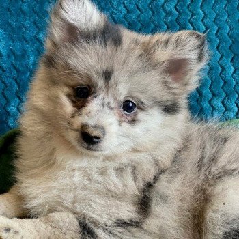 chiot Spitz allemand merle Des Pierres de Lune